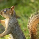 Всесвітній день дикої природи — 3 березня 2026